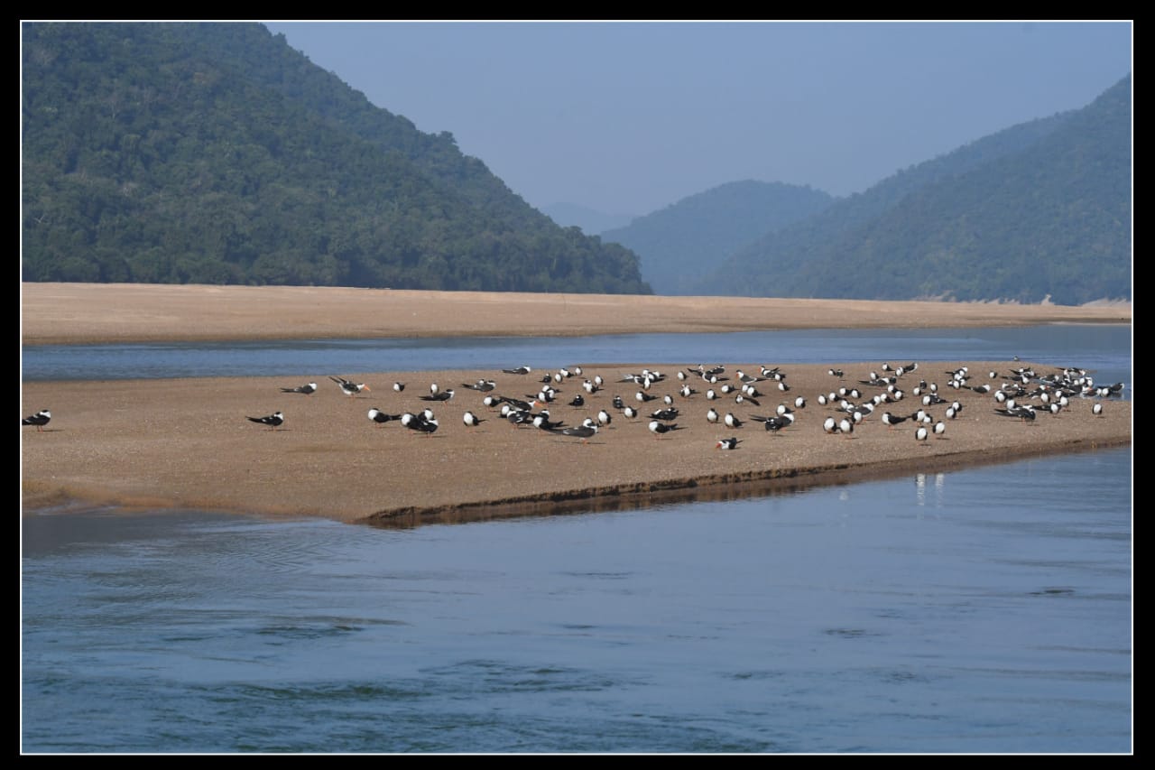 Indian Skimmer